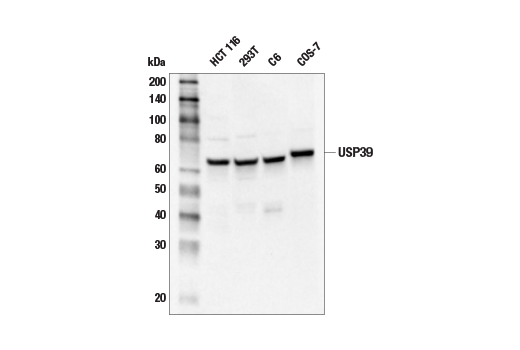 USP39 (E8U2M) Rabbit Monoclonal Antibody