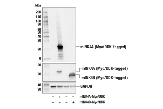p16 INK4A (E5F3Y) Rabbit Monoclonal Antibody