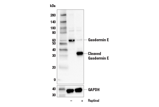 Gasdermin E Antibody