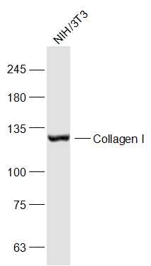 I型胶原蛋白抗体