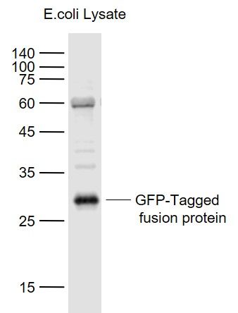 重组增强型绿色荧光蛋白抗体