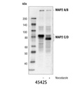 MAP2 Antibody