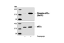 eIF2α Antibody