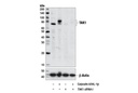 Phospho-TAK1 (Ser412) Antibody
