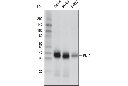 PU.1 Antibody