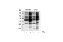 Phospho-(Ser) PKC Substrate Antibody