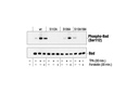 Phospho-Bad (Ser112) Antibody
