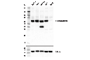 β-Galactosidase (E2U2I) Rabbit mAb