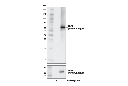 ZBP1 Antibody