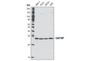 CACYBP Antibody