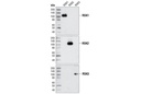 RSK1 Antibody