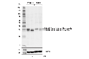 PGAM5 (Long Isoform) Antibody