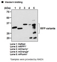 Anti-RFP mAb HRP-DirecT