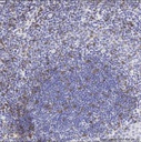 Anti-CD3 antibody [SP7]