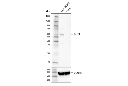 Bcl-3 Antibody